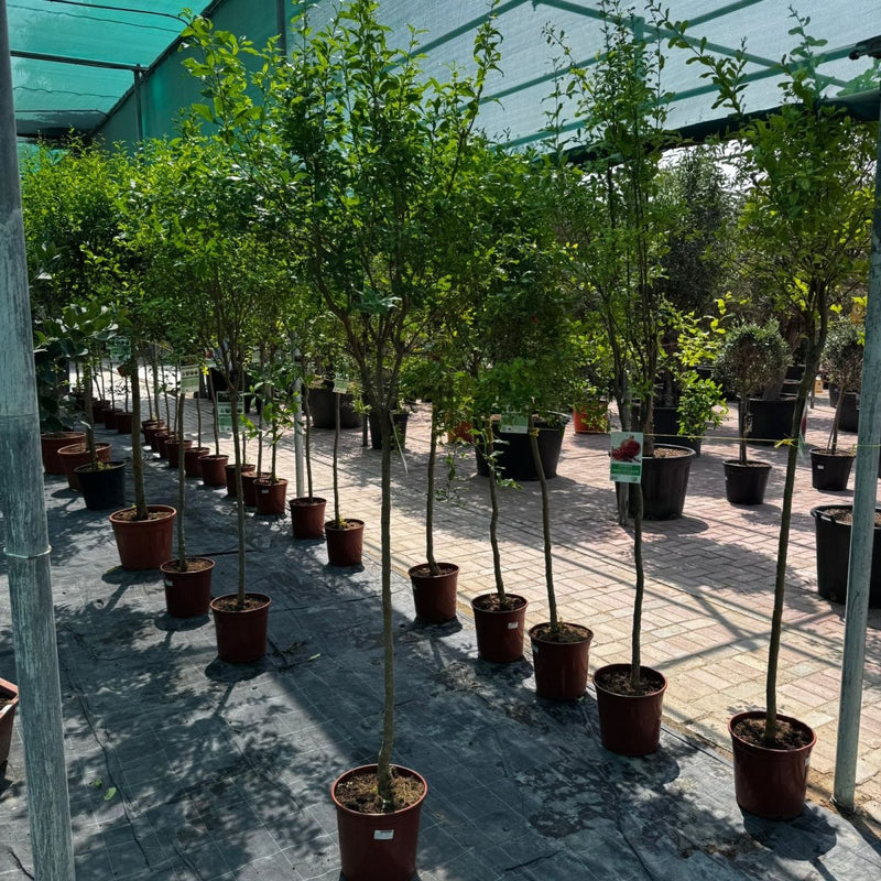Pomegranate Spanish 1.5 - 1.8m شجرة الرمان - Greensouq - 