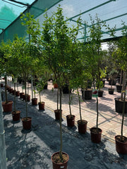 Pomegranate Spanish 1.5 - 1.8m شجرة الرمان - Greensouq - 