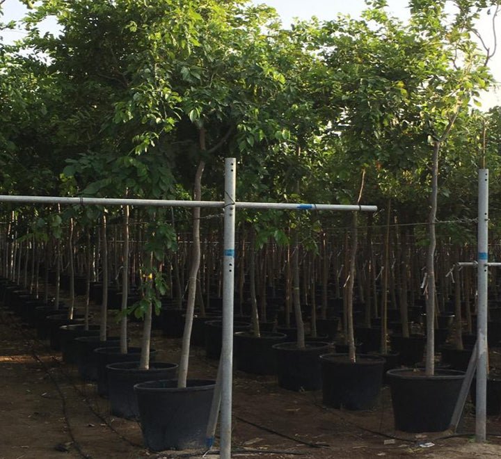 Pongamia glabra or Pongame oil Tree - Greensouq - 