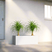 Ponytail Palm Indoor Pair in Rectangular Fiber Glass Planter (GRP) (60x30x30cm) - Greensouq - 