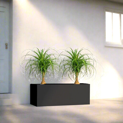Ponytail Palm Indoor Pair in Rectangular Fiber Glass Planter (GRP) (60x30x30cm) - Greensouq - 