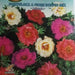 Portulaca A Fiore Doppio Mix Seeds by CANESTRO - Greensouq - 