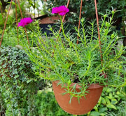 Portulaca Grandiflora "Hanging" Rose Moss - Greensouq - 