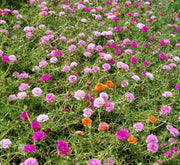 Portulaca Grandiflora "Hanging" Rose Moss - Greensouq - 