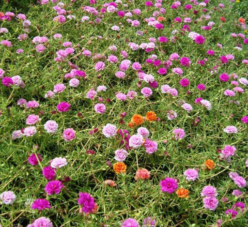 Portulaca Grandiflora "Hanging" Rose Moss - Greensouq - 