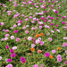Portulaca Grandiflora "Hanging" Rose Moss - Greensouq - 
