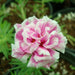 Portulaca Grandiflora "Hanging" Rose Moss - Greensouq - 