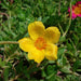 Portulaca Grandiflora "Hanging" Rose Moss - Greensouq - 