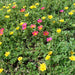 Portulaca Grandiflora "Hanging" Rose Moss - Greensouq - 