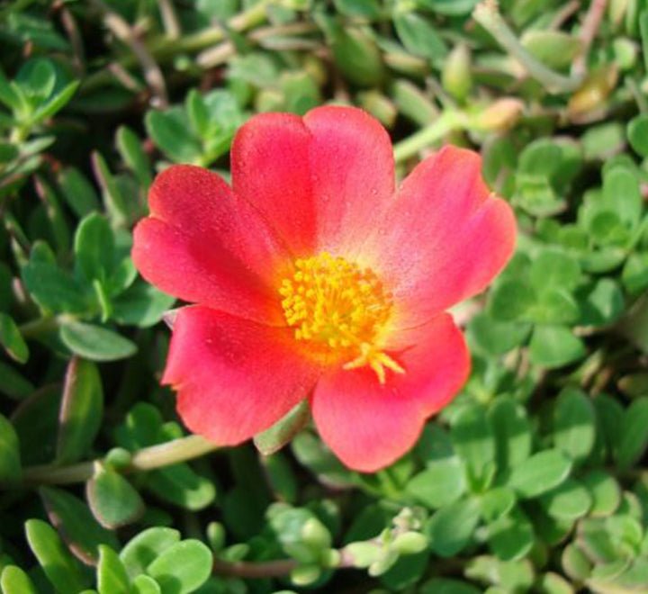 Portulaca Grandiflora "Hanging" Rose Moss - Greensouq - 