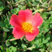 Portulaca Grandiflora "Hanging" Rose Moss - Greensouq - 