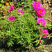 Portulaca Grandiflora | Rose Moss | 9cm pot - Greensouq - 