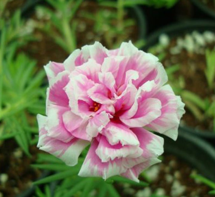Portulaca Grandiflora | Rose Moss | 9cm pot - Greensouq - 