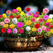 Portulaca Grandiflora | Rose Moss | 9cm pot - Greensouq - 