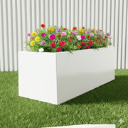 Portulaca Grandiflora | Rose Moss | in White Grp Pot 70/30/30 - Greensouq - 