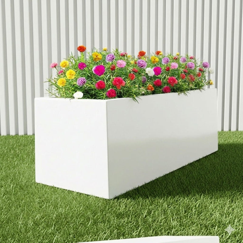 Portulaca Grandiflora | Rose Moss | in White Grp Pot 70/30/30 - Greensouq - 