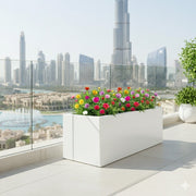 Portulaca Grandiflora | Rose Moss | in White Grp Pot 70/30/30 - Greensouq - 