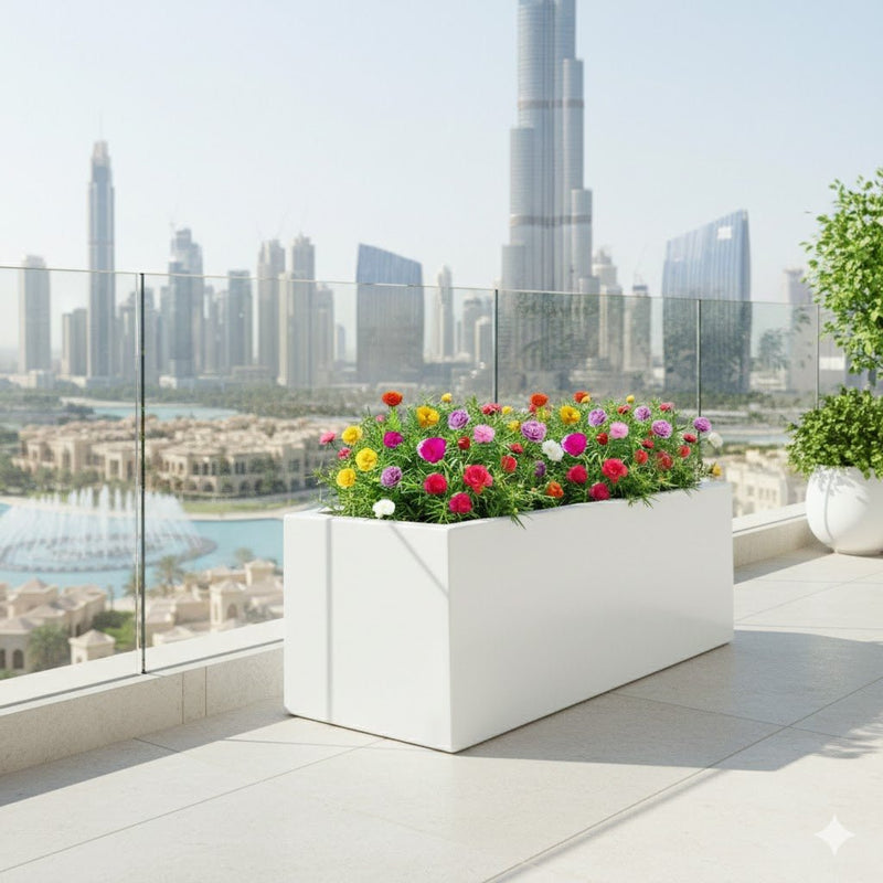 Portulaca Grandiflora | Rose Moss | in White Grp Pot 70/30/30 - Greensouq - 