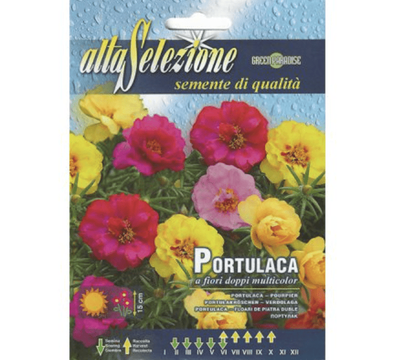 Double Bloom Seeds | Portulaca "Portulaca a Fiori Doppi Multicolor" Seeds by Alta Selezione - Greensouq -