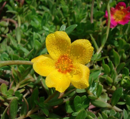 Portulaca Umbraticola "Hanging" Wingpod purslane - Greensouq - 