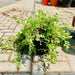 Portulaca Umbraticola | Wingpod purslane| 9cm pot - Greensouq - 