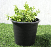 Portulacaria Afra "Elephant Bush" - Greensouq - 