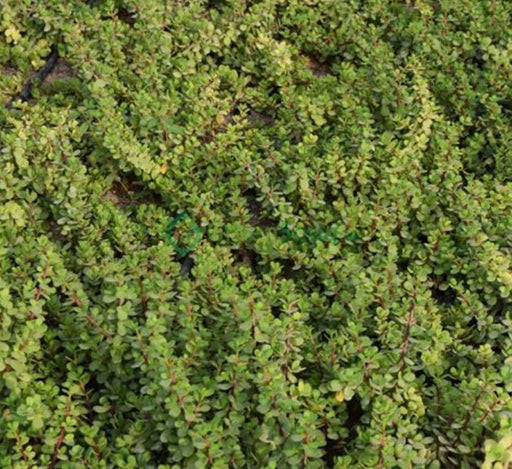 Portulacaria Afra "Elephant Bush" - Greensouq - 