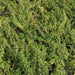 Portulacaria Afra "Elephant Bush" - Greensouq - 