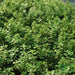 Portulacaria Afra "Elephant Bush" - Greensouq - 