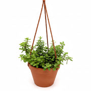 hanging elephant succulent Hanging Elephant Bush
