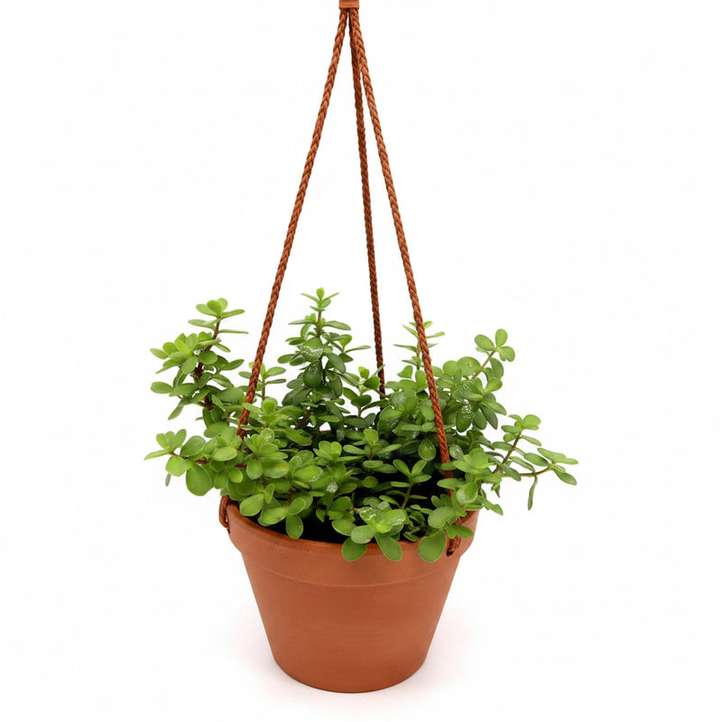 elephant bush hanging plant Hanging Elephant Bush