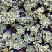 Portulacaria Afra Variegata Elephant Bush succulent indoor - Greensouq - 