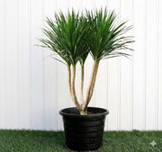 Potted Dragon Tree / Dracaena Draco Multi 3 Head - Greensouq - 