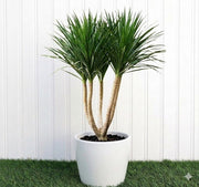 Potted Dragon Tree / Dracaena Draco Multi 3 Head - Greensouq - 