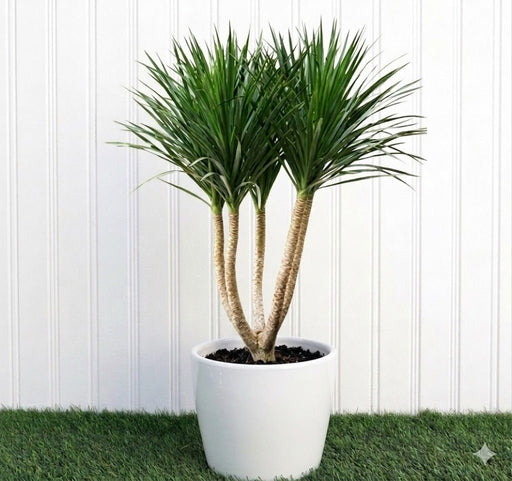 Potted Dragon Tree / Dracaena Draco Multi 3 Head - Greensouq - 