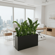 Potted ZZ Plants / ZZ Plants in Fiber Glass Pot (GRP) (90 - 30 - 50cm) - Greensouq - 