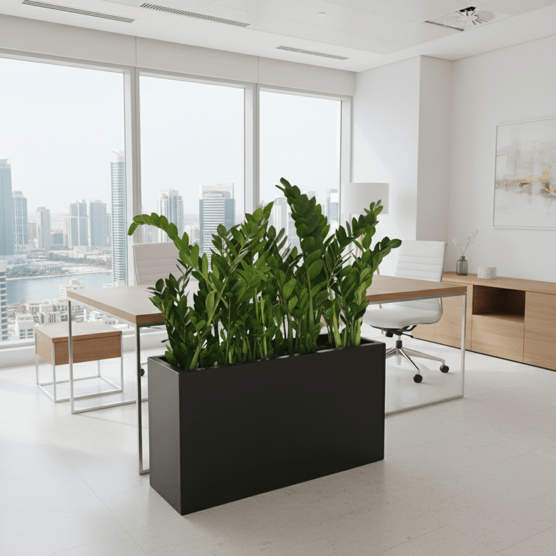 Potted ZZ Plants / ZZ Plants in Fiber Glass Pot (GRP) (90 - 30 - 50cm) - Greensouq - 