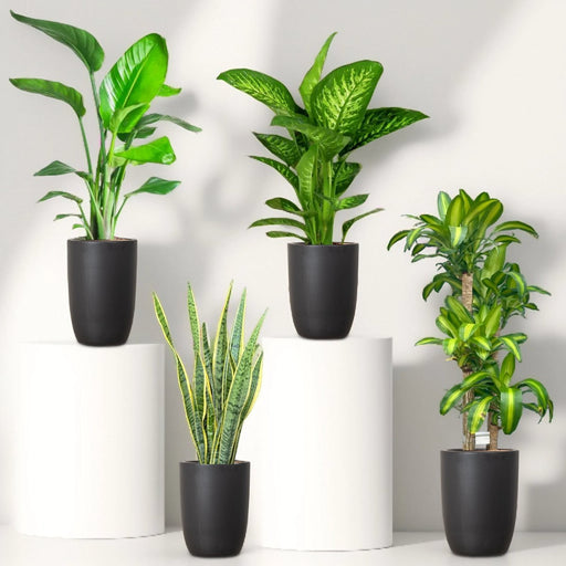Premium Office Bundle - Greensouq - 
