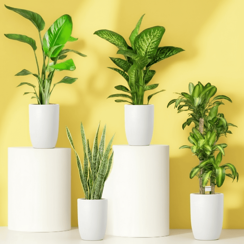 Premium Office Bundle in Black ceramic Pot - Greensouq - 