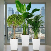XL Plants Bundle / Bird of Paradise & Areca in Black Ceramic Pot, 130-150cm Height | Home Decor Upgrader - Greensouq -