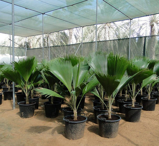 fiji palm plant Fiji Fan Palm - Pritchardia Pacifica