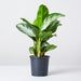 Aglaonema Pattaya Beauty