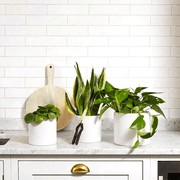 Propagation Plants Set (Pilea 15 - 20cm, Hanging Money Plant 20 - 30cm, Snake Plant 20 - 25cm) - Greensouq - 