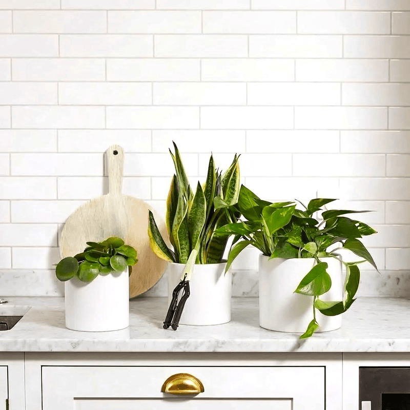 Propagation Plants Set (Pilea 15 - 20cm, Hanging Money Plant 20 - 30cm, Snake Plant 20 - 25cm) - Greensouq - 