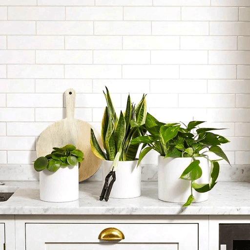 Propagation Plants Set (Pilea 15 - 20cm, Hanging Money Plant 20 - 30cm, Snake Plant 20 - 25cm) - Greensouq - 