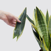 Propagation Plants Set (Pilea 15 - 20cm, Hanging Money Plant 20 - 30cm, Snake Plant 20 - 25cm) - Greensouq - 