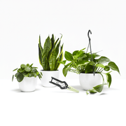Propagation Plants Set (Pilea 15 - 20cm, Hanging Money Plant 20 - 30cm, Snake Plant 20 - 25cm) - Greensouq - 
