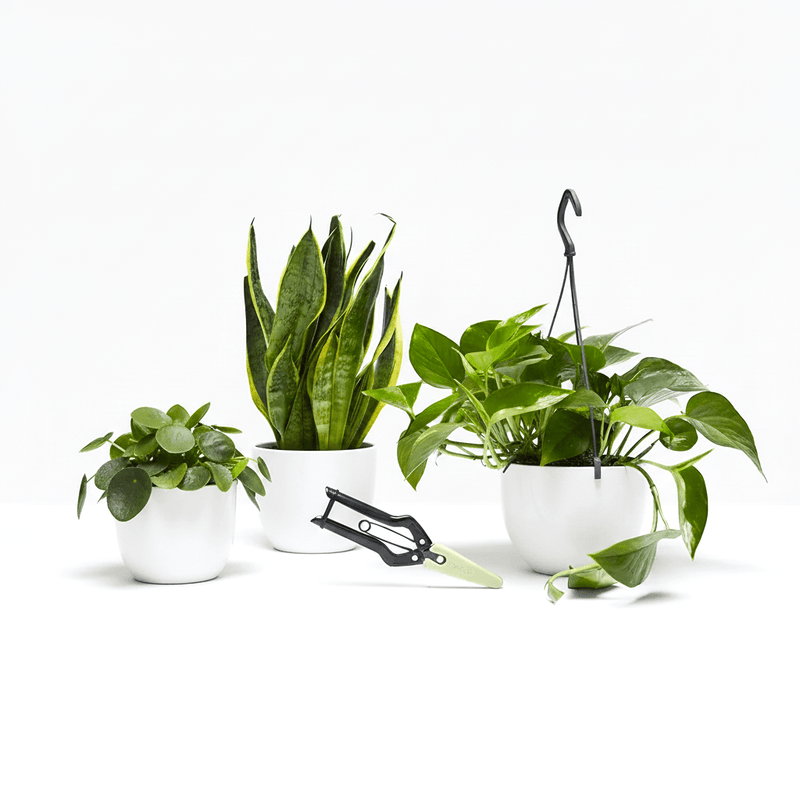 Propagation Plants Set (Pilea 15 - 20cm, Hanging Money Plant 20 - 30cm, Snake Plant 20 - 25cm) - Greensouq - 