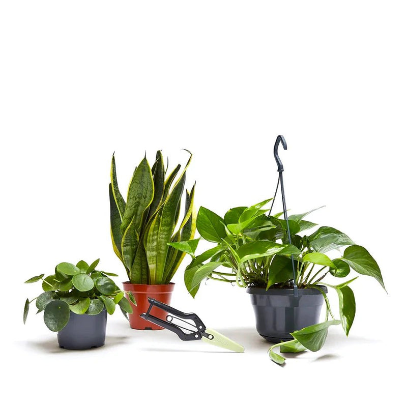 Propagation Plants Set (Pilea 15 - 20cm, Hanging Money Plant 20 - 30cm, Snake Plant 20 - 25cm) - Greensouq - 