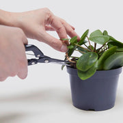 Propagation Plants Set (Pilea 15 - 20cm, Hanging Money Plant 20 - 30cm, Snake Plant 20 - 25cm) - Greensouq - 